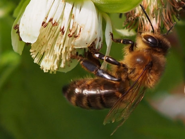 Honeybee