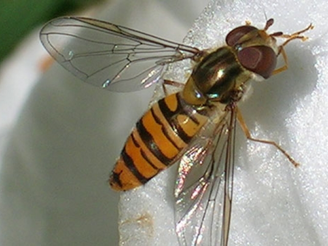 Hoverfly