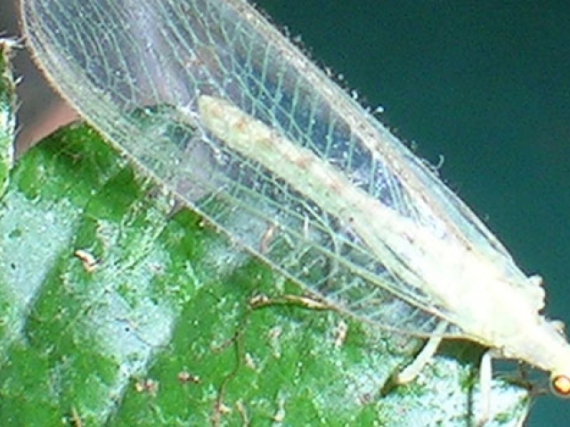 Lacewing