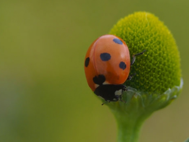 Ladybird