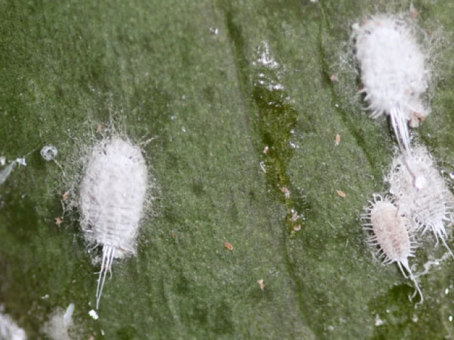 Mealybug