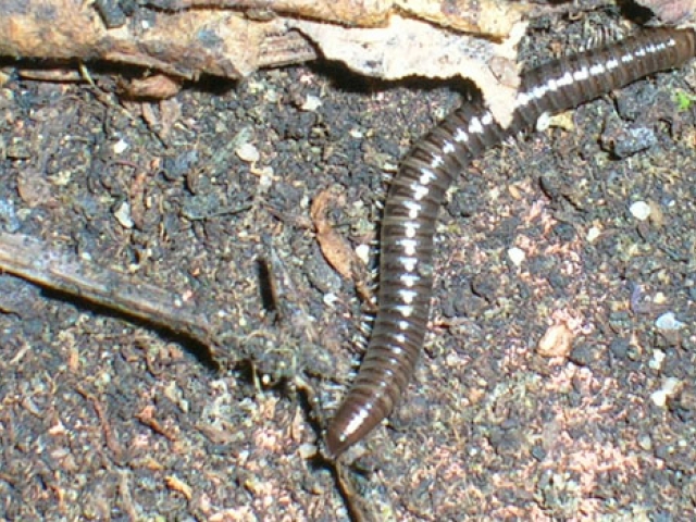 Millipede