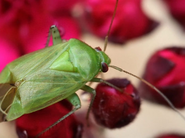 Mirid Bug