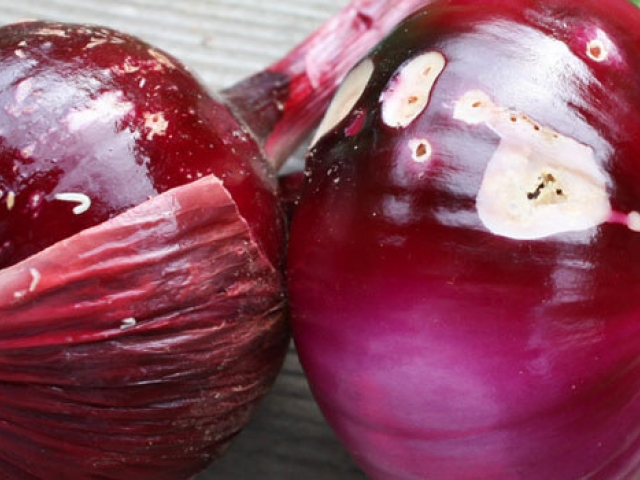 Onion Root Fly