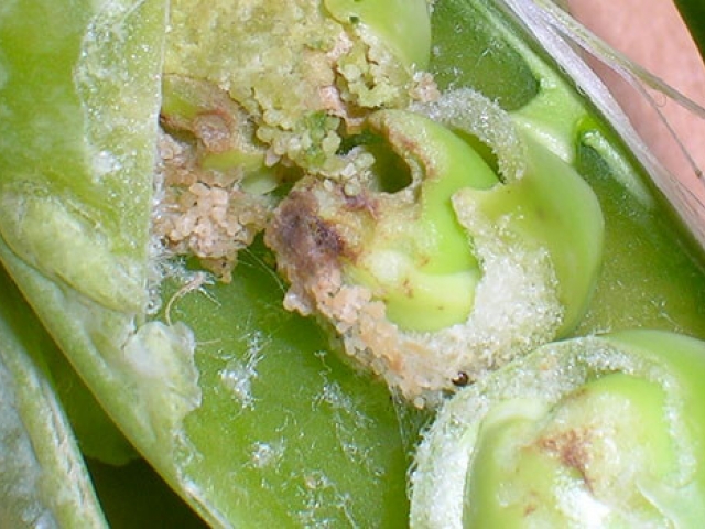 Pea Moth