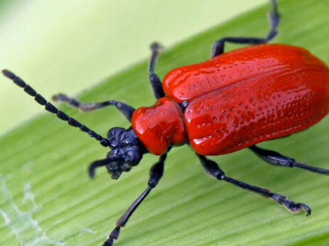 Red Lily Beetle