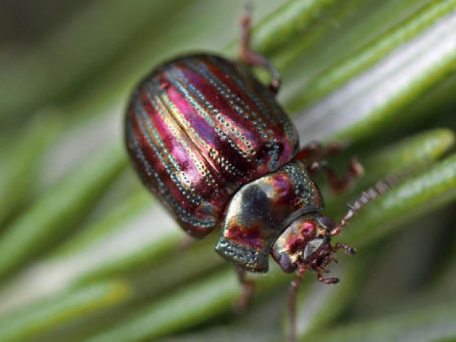 Rosemary Leaf Beetle