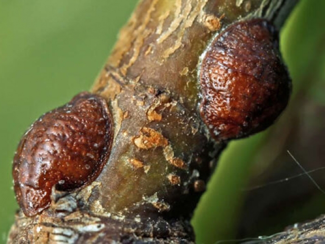 Scale Insect