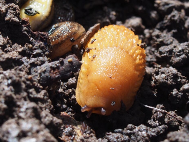 Slug