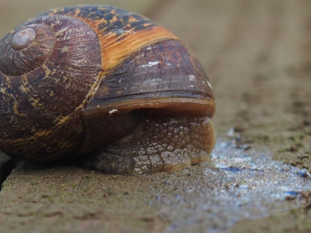 Snail