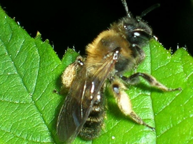 Solitary Bee