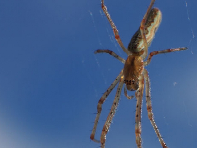 Spider