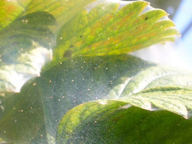 Red Spider Mite