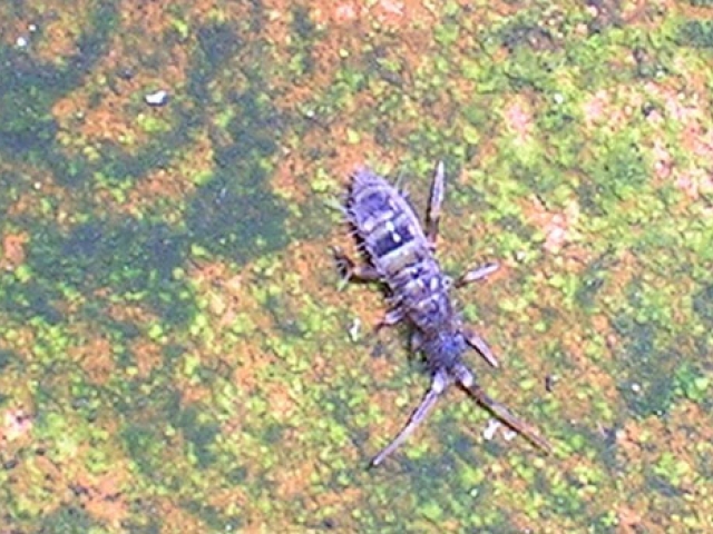 Springtail