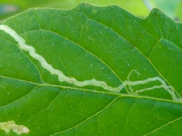 Tomato Leaf Miner