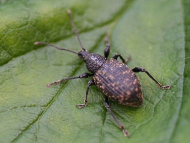 Vine Weevil