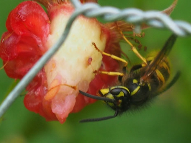 Wasp