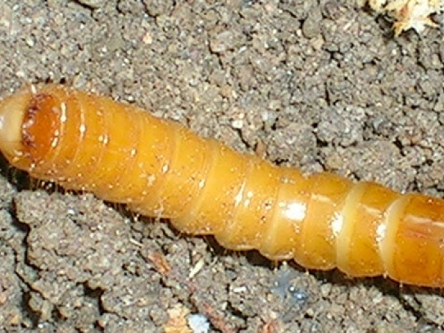 Wireworm